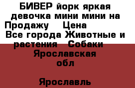 БИВЕР йорк яркая девочка мини мини на Продажу! › Цена ­ 45 000 - Все города Животные и растения » Собаки   . Ярославская обл.,Ярославль г.